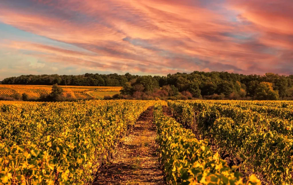 A field of flowers